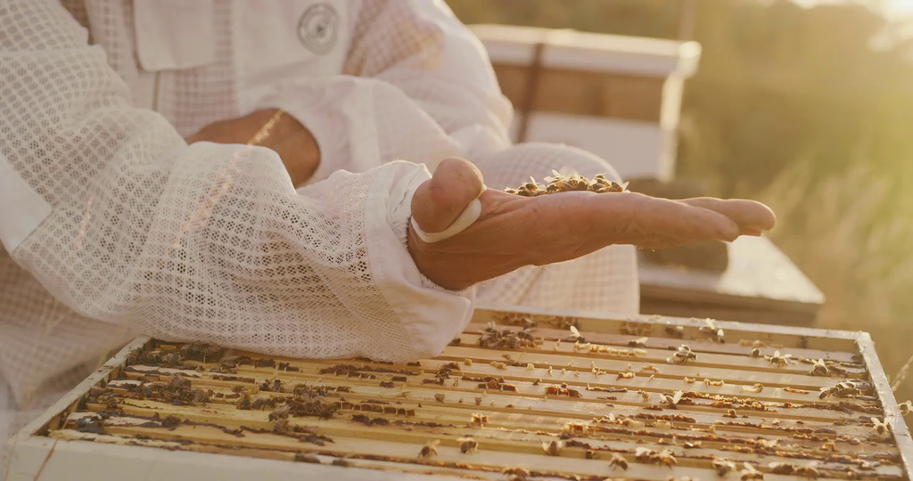 Imker lässt die Bienen fliegen