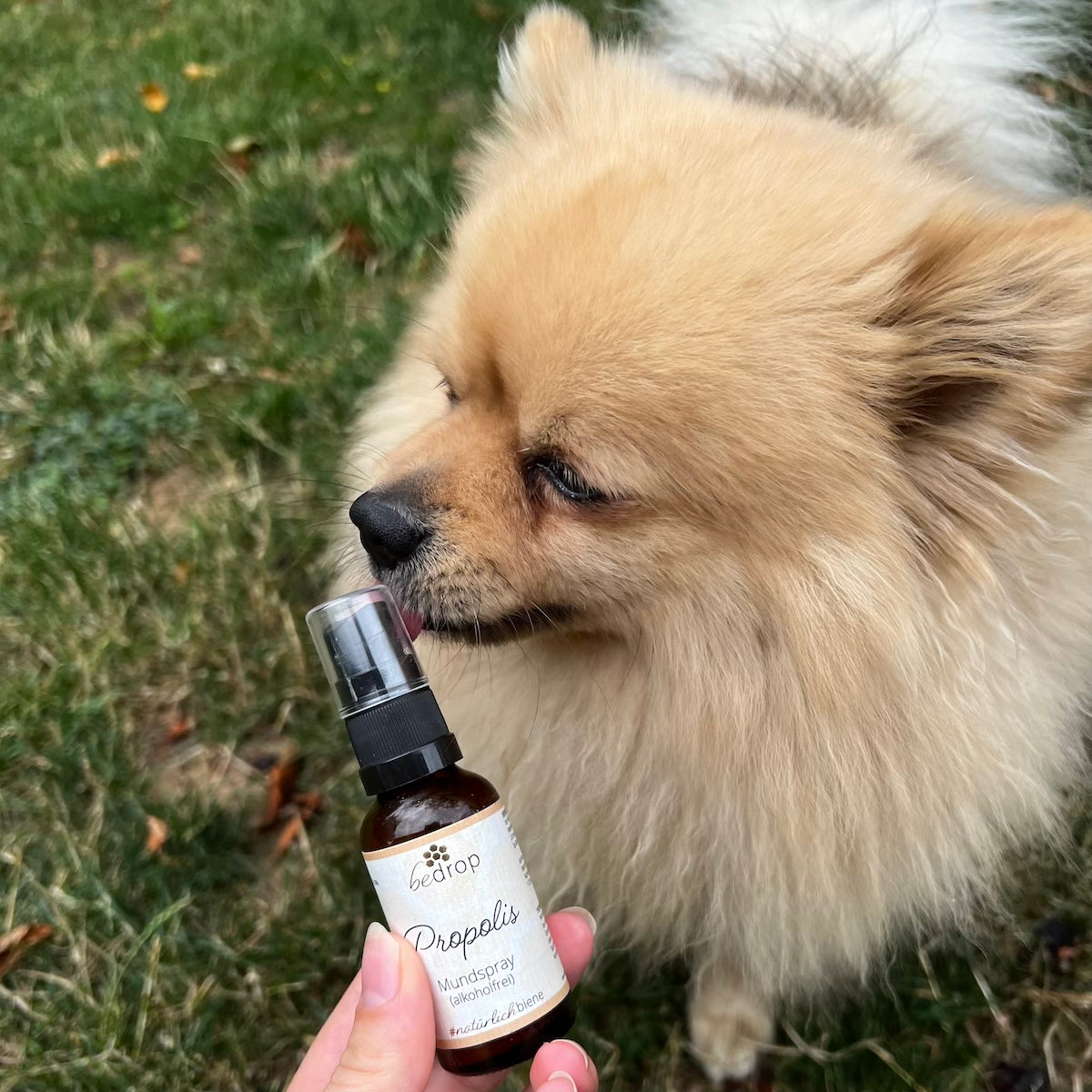 Set per animali | Spray alla propoli (senza alcol) & Miele di Manuka MGO 500+